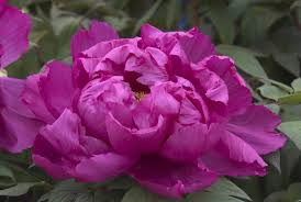 Rosa di zhao (zhao fen) | centro botanico moutan (con. 15 Beautiful Varieties Of Peony