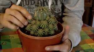 Los cactus son unas plantas muy duras pero que requieren de unos cuidados concretos. Reproduccion De Cactus En Invierno Youtube