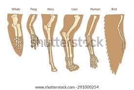 Anatomy of dog paws with forelimb and hindlimb bones vector illustration. Shutterstock Puzzlepix