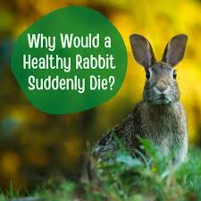 Keep destructive rodents from ruining your garden and interfering with your home's foundation using these humane methods for how to get rid of electronic repellents: Common Causes Of Sudden Death In Healthy Rabbits Pethelpful