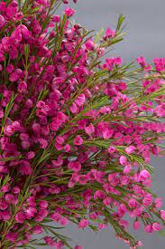 Stock List By Common Name Newcastle Wildflower Nursery Australian Flowers Wild Flowers Flowers