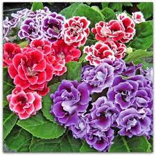 Pin On Flores