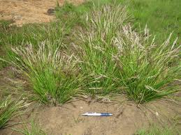 Image result for Styppeiochloa