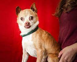 Adopted Praise God A5075974 Lucky Is A Spunky 8 Year Old Male Caramel And White Chihuahua Mix Who Came To The Ba Lps Chihuahua Chihuahua Mix White Chihuahua