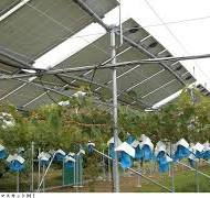 株式会社エヌエスイーは、営農型太陽光発電事業のコンサルタント ...