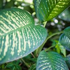 Image result for beautiful dieffenbachia
