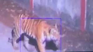 Tiger Lion Leopard Mhow Indore Forest Alert - Amar Ujala Hindi News Live - Alert:इंदौर के आसपास तेंदुए की हलचल, दो महीने से बाघ भी घूम रहा, वन विभाग का अलर्ट