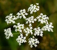 Image result for Pimpinella