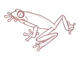How To Draw A Rainforest Frog Rainforest Frog Tree Frog Art Rainforest Animals