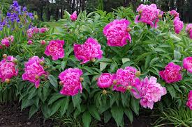 Maybe you would like to learn more about one of these? What To Do With Your Peony Bushes After They Bloom Peony Care 101