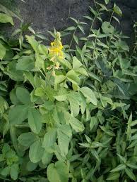 Image result for Crotalaria incompta
