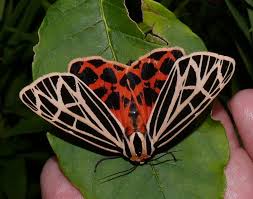 Black And Red Caterpillar Michigan National Moth Week July 23 29 Ohio Birds And Biodiversity In 2020 Tiger Moth Moth Ohio Birds