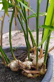 While it will enjoy the outdoors during warm months, any frost will kill a ginger plant. How To Grow Ginger Indoors Gardener S Path