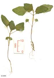 Image result for Mesosphaerum pectinatum