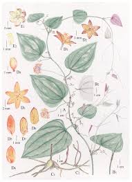 Image result for Smilacaceae