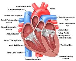 Dinding jantung terdiri dari tiga lapisan yaitu endokardium (terdalam), miokardium (bagian tengah), dan epikardium (terluar). Fungsi Jantung Pengertian Gambar Anatomi Bagian Gangguan Dan Penyakit Pada Jantung Manusia Pelajaran Sekolah Online