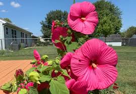 Download the perfect hibiscus flower pictures. How Long Do Hibiscus Flowers Last And How To Make Blooms Last Longer The Practical Planter