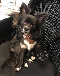 We did not find results for: Pomeranian Chihuahua Poodle Mix Puppies Novocom Top