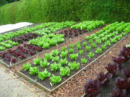 Once you've got the edges and strips outlined, then it's time to dig. The Pros And Cons Of No Dig Vegetable Planting In Raised Beds Gardens Hubpages