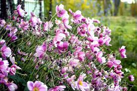 Anemone Hupehensis Var Japonica Japanese Anemone Height 24 36 In 60 90 Cm Spacing 12 15 In Japanese Anemone Anemone Flower Fast Growing Flowers