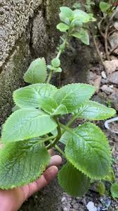El Oregano Orejon