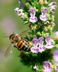 Nikon 105mm F 2 8 G Af S Vr Micro Nikkor Bee Wings Bee Bee Wings Bee Bee Art