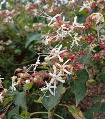 Image result for Clerodendrum toxicarium