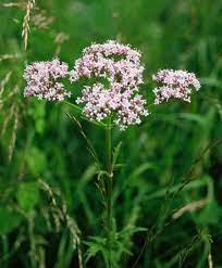 Desmodium triquetrum (daun valerian officinalis (valerian). Valerian Obat Susah Tidur Fitokimia Umi