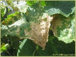 キュウリの葉が再び枯れ始めてきました 毎日が日曜日