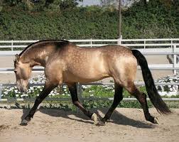 Buckskin Horses Lusitano Stallion Buckskin Horse