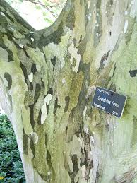 Image result for Caesalpinia ferrea