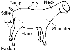 Pin On Goat