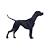 German Shorthaired Pointer Vector