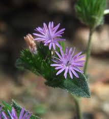 Image result for Elephantopus scaber