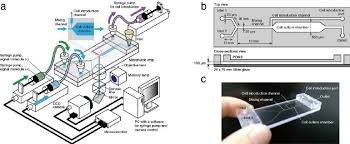 We did not find results for: Schematic Illustrations Of The Microfluidic Cell Culture System A Download Scientific Diagram