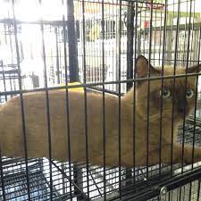 Sabah animal medical center is a veterinary clinic based in kota kinabalu, sabah. Sabah Animal Medical Centre 8 Visitors