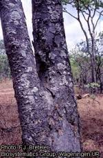 Image result for Brachystegia longifolia