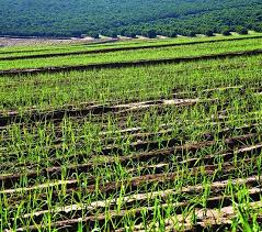 It is available from a smart phone, tablet or computer. Sugarcane Ethanol Brazil S Biofuel Success Scidev Net