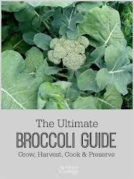 See full list on gardeningknowhow.com Ultimate Broccoli Guide Grow Harvest Cook Preserve With 25 Recipes An Oregon Cottage