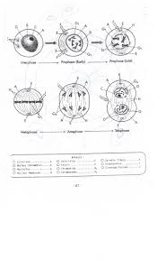 Anaphase, prophase, metaphase, and telophase. Cell Cycle And Mitosis Coloring Worksheet Answer Key