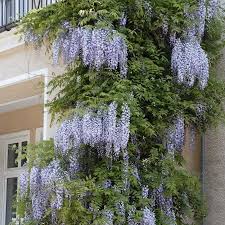Blauregen Wisteria Issai Perfect Gartenpflanzen Online Kaufen Bestellen Pflanzen Blauregen Blauregen Auf Stamm