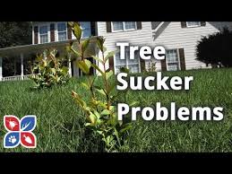 As time progresses, prune your fig tree so that it grows low, horizontal branches. How To Get Rid Of Tree Suckers Lawn Maintenance Tips Domyown Com Youtube