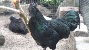 Check spelling or type a new query. Ayam Cemani Hewan Unik Yang Langka Dari Indonesia