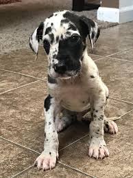 Welcome to great dane in houston tx! Great Dane Dog Shipping Rates Services