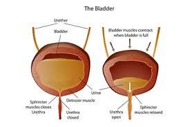 Residual Urine Incomplete Emptying Of The Urinary Bladder