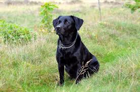 565 likes · 9 talking about this. Free Images Snappygoat Com Bestof Dog Labrador Formel1 Black Bitch