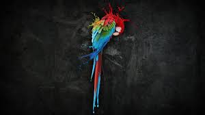 birds colorful parrot hd wallpaper