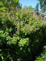Image result for Ocimum labiatum