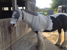 December 17, 2013 by sando. Review Mane Neck Cover Protect Einhorn Versand