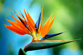 Bird Of Paradise Meaning Flower Check Bird Of Paradise Birds Of Paradise The Flowers Avenue Birds Of Paradise Flower Birds Of Paradise Plant Paradise Plant